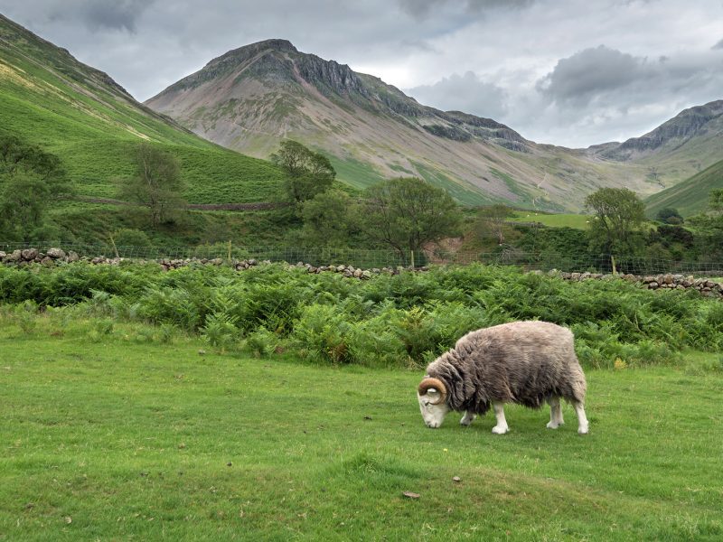 Ram grazing in the valley of Mosedale at Wasdale Head in the English Lake District.  Great Gable mountain is in the background.